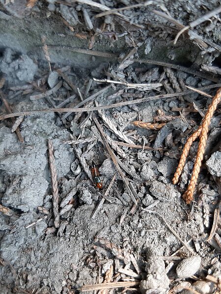 隱翅蟲喜好棲息於濕地、水溝、雜草叢、水田與樹林等陰暗潮濕的地方。圖/中市府農業局提供