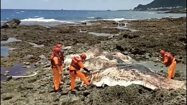 台東蘭嶼鄉紅頭村岸際有民眾發現1隻腐敗抹香鯨，海巡據報處理，初步丈量這隻抹香鯨長達10米、寬4米。圖／第一三岸巡隊提供