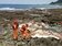不明大型魚體　台東蘭嶼發現10公尺腐敗抹香鯨