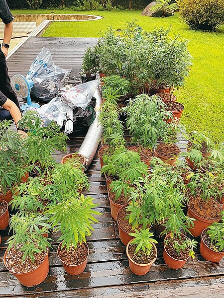 王姓男子透過網路自學種植大麻,刑事局在其陽明山的豪宅內,查獲81株大麻等贓證物。(翻攝照片/林郁平台北傳真)