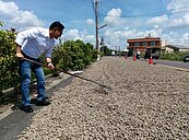 花生採收期　虎尾開放道路當曬場