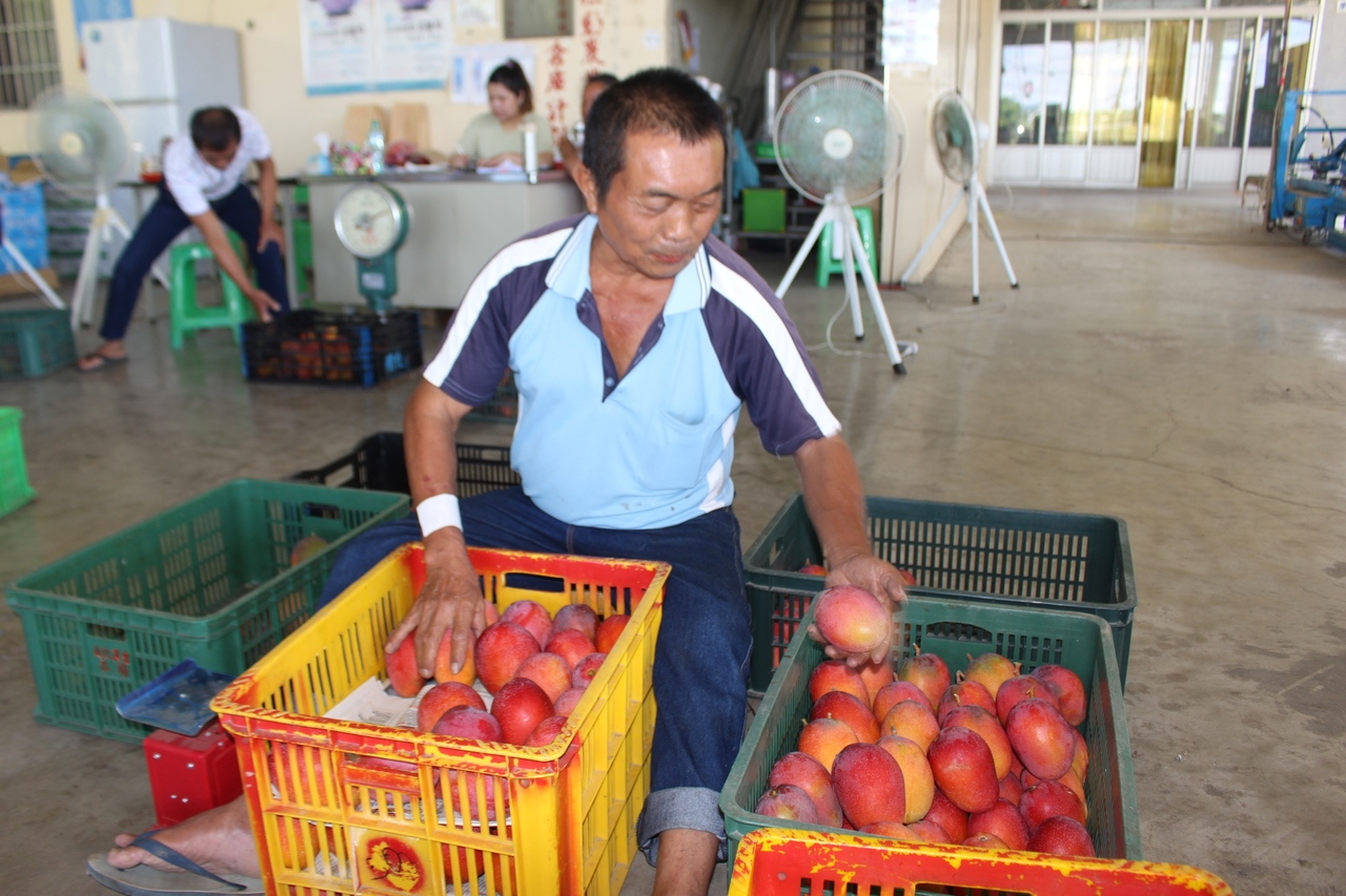 台南市南化區農會芒果市場今年提前開市。記者吳淑玲／攝影