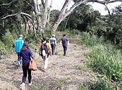 元宵活動攬客　寶山4村修繕古道、設停車場