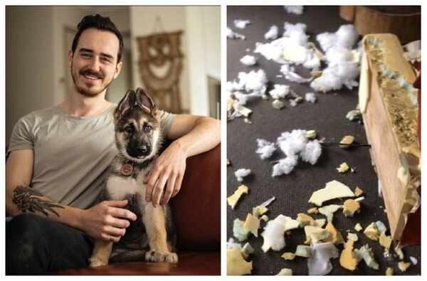 澳洲一位狗主人忍受好幾周的封城抗疫後，2日終於首度出門來一趟早餐約會，但他一回家卻發現，其中一隻愛犬疑似不滿自己被拋下，將他花2800英鎊（折合近10.5萬台幣）購買的新沙發整個咬壞。