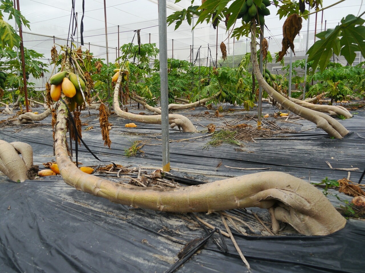 豪雨過後，高雄木瓜出現延遲性災損，六龜、美濃、杉林等地果樹陸續傳枯死災情。記者徐白櫻／攝影