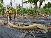 豪雨過後　高雄逾8成木瓜樹枯死