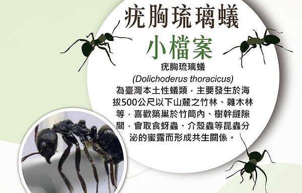 每年5、6月份是台灣梅雨季節，加上近年氣候變遷，因此疣胸琉璃蟻的數量大增。圖／防檢局