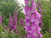 大雪山林道毛地黃花開　林管處：可看不可摸！