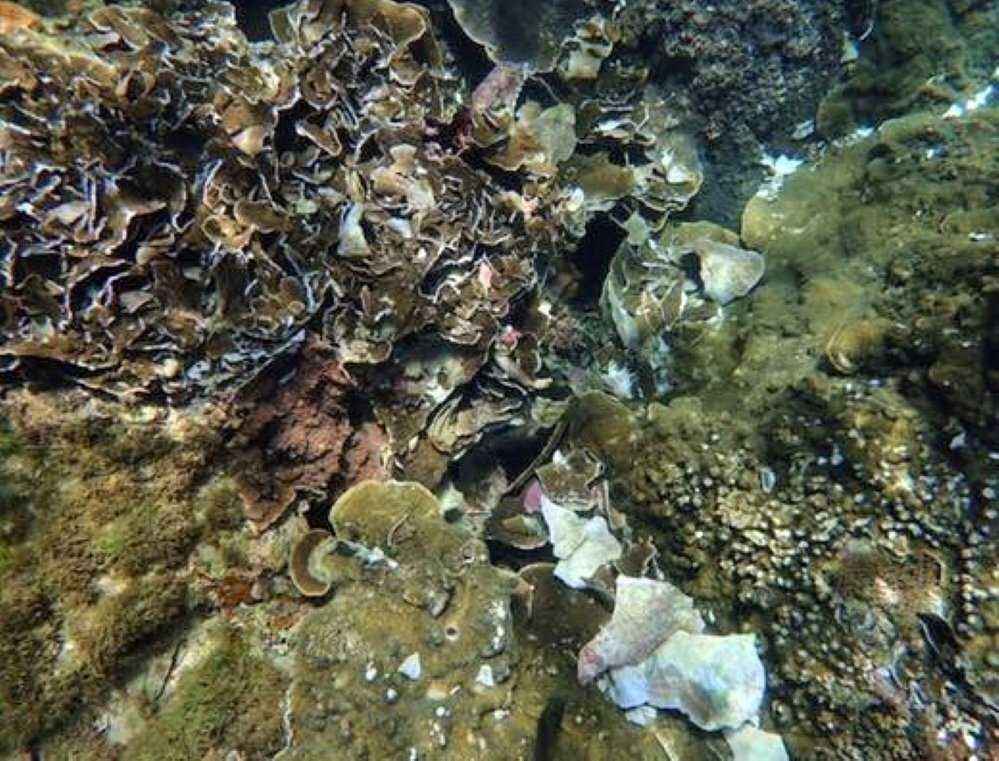 玫瑰珊瑚被浮潛客踩踏成碎片慘狀。圖/PENNY愛潛水提供