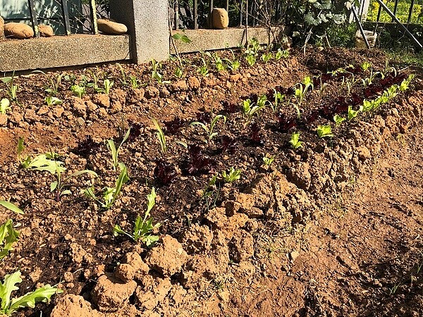 台中「環保農園」可免費用5個月限30名。圖/台中市政府提供