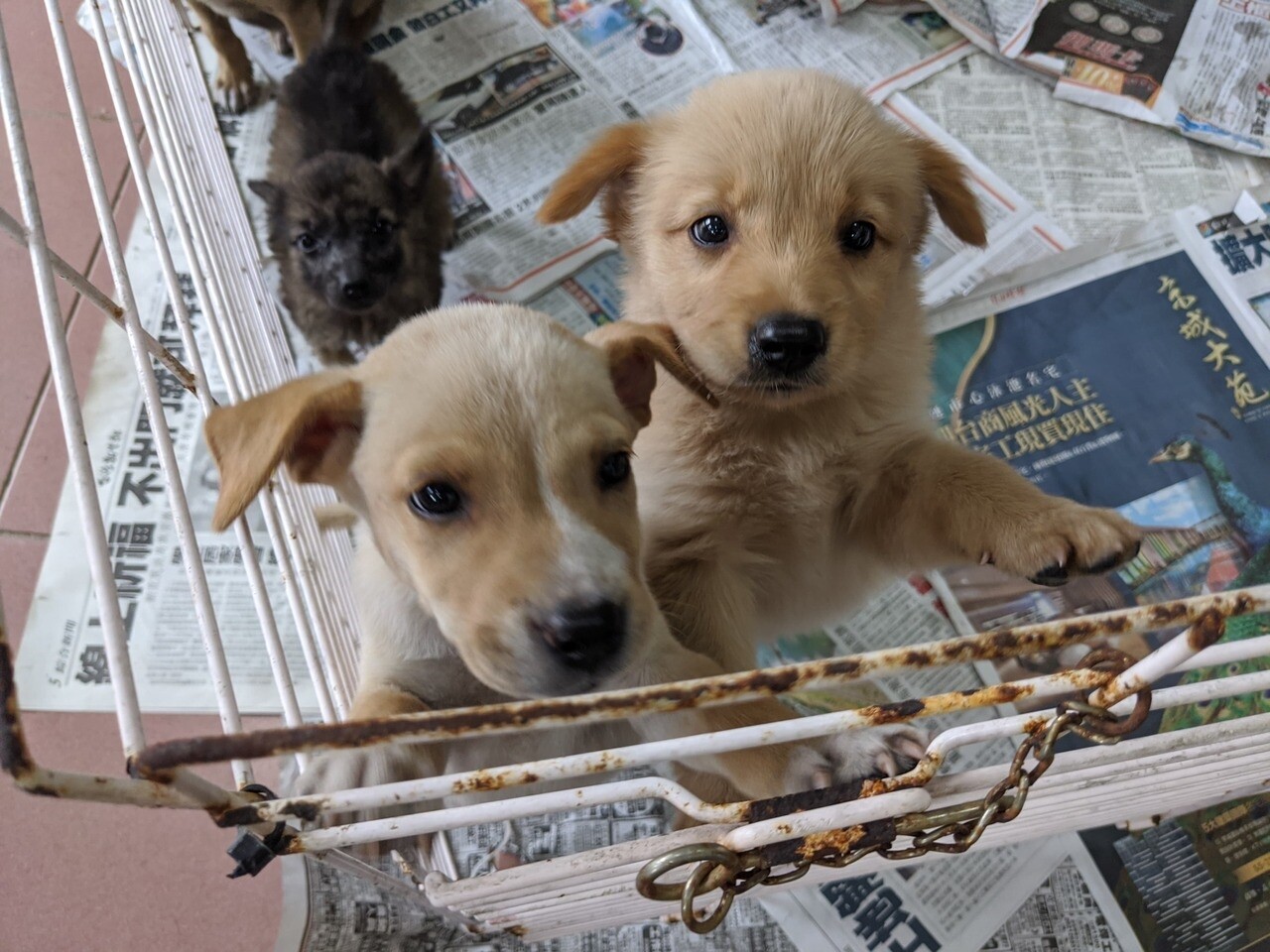 屏東縣犬貓收容問題，正面臨收容空間不足的困境。記者陳弘逸／攝影