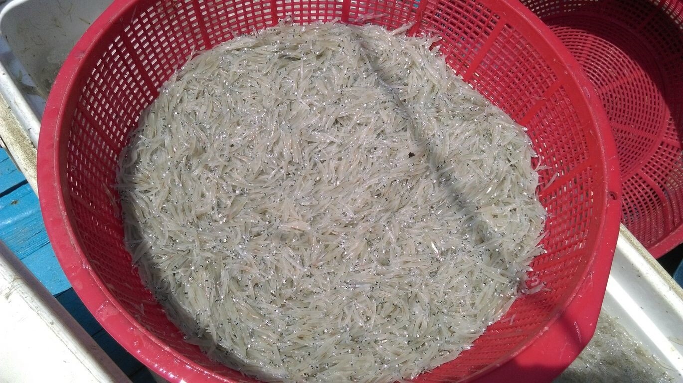 俗稱吻仔魚的魩鱙魚貨。圖/新北市產業發展處提供