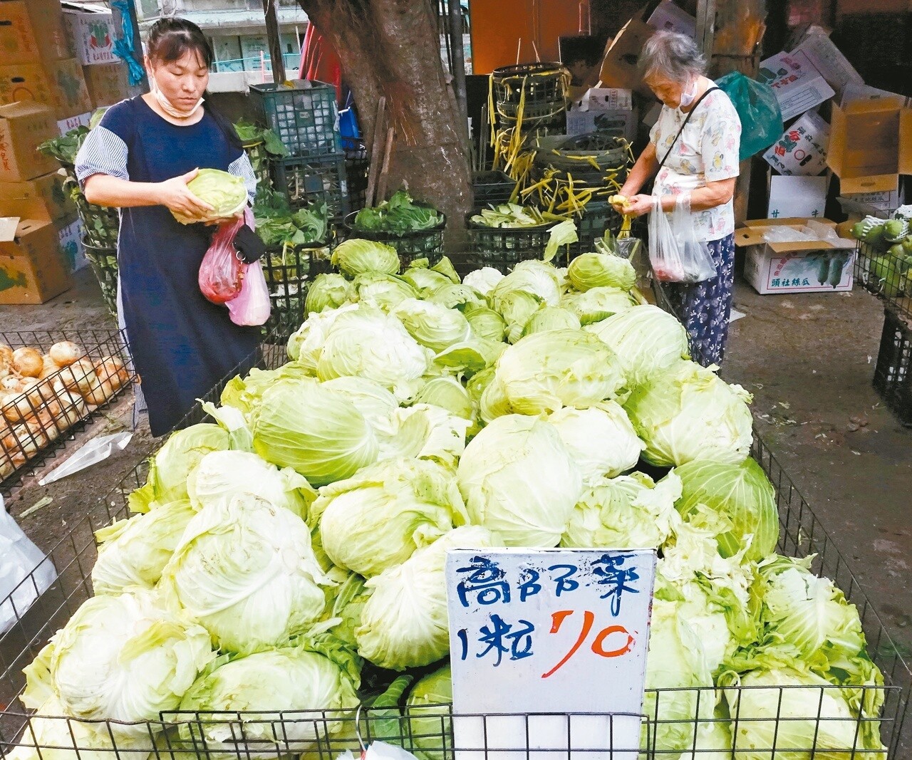 農委會農糧署發出高麗菜「紅色」種苗超種警示燈號，十一月中旬恐重演高麗菜盛產價崩亂象。記者潘俊宏／攝影