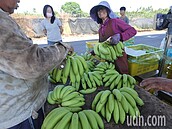 南部香蕉生產過剩　價格慘跌農民淌血