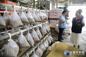 強化南區稻米產業發展　花蓮縣府挹注千萬協助加工設備改善