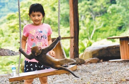 活蹦亂跳的殘障猴,是台東縣延平鄉「卡米莎度樹屋園區」的活寶,盪鞦韆更是牠拿手絕活。(莊哲權攝)