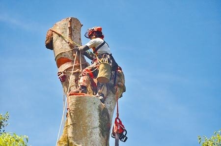 鋸除30多公尺高樹木,絕非易事,高空作業,步步都得小心翼翼。台東縣林管處稱讚攀樹師像「蜘蛛人」。(蔡旻妤攝)