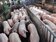 中秋前物價調查：豬肉價跌、雞肉小漲　2成3月餅漲價
