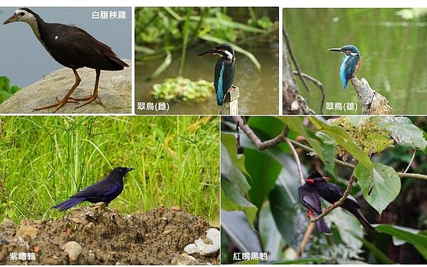 永春陂濕地公園生態景象。圖/北市工務局提供