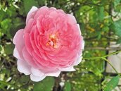 臺北玫瑰園逾700品種　媲美英國大衛奧斯汀玫瑰園