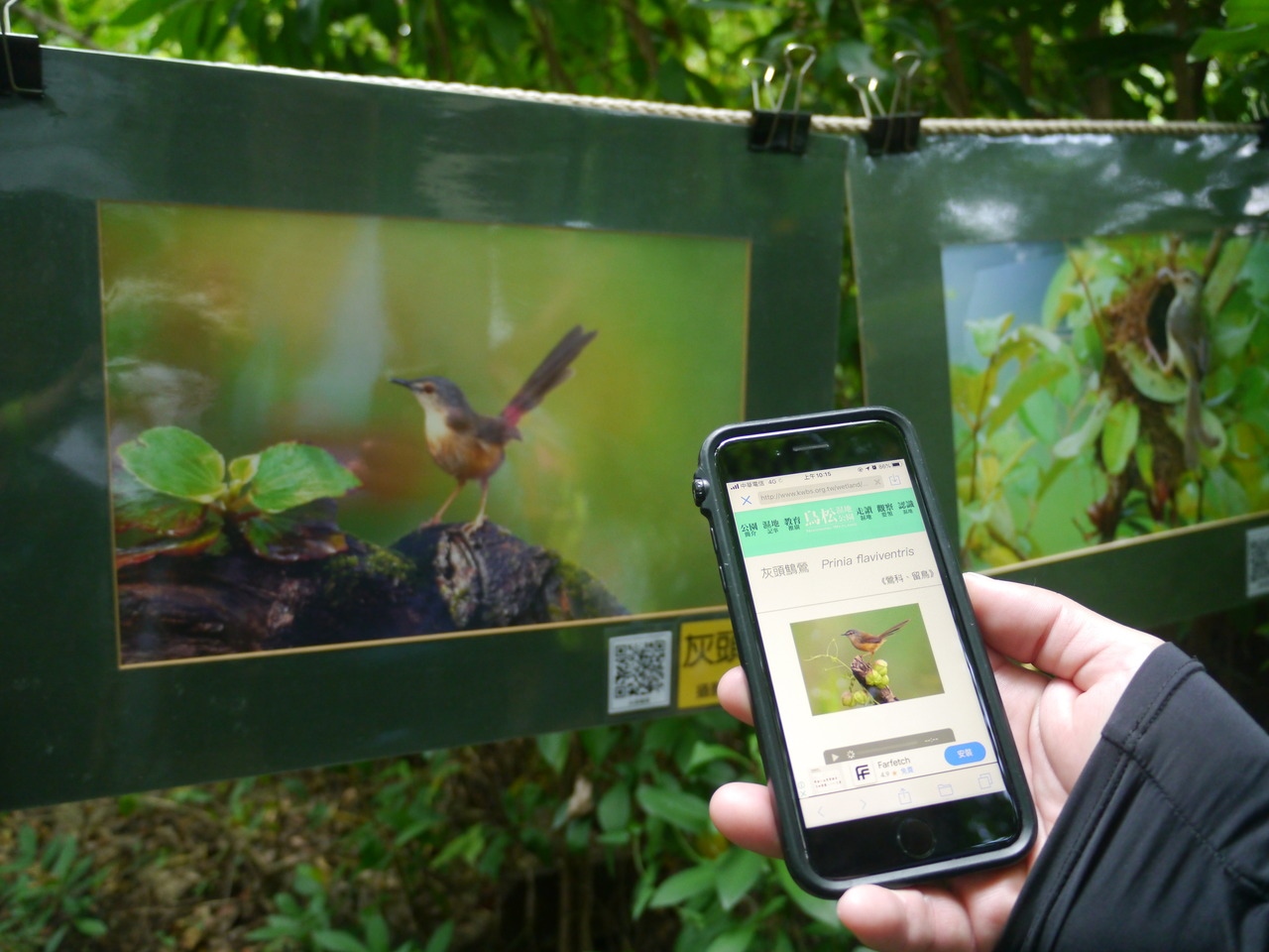 高雄鳥松濕地公園的智慧導覽內容建構鳥類、植物資料庫，遊客可透過手機聽見鳥叫聲。記者徐白櫻／攝影