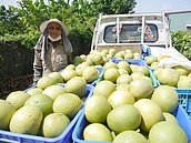 吃柚子不能吃藥隔餐吃就好？醫師：跟你想的不一樣