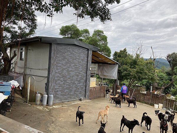 新北市三芝區金汪汪狗園收養400多隻流浪犬。圖/民眾提供