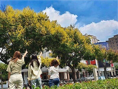 台中街頭新亮點,台灣欒樹金黃耀眼綻放。圖/台中市政府建設局提供