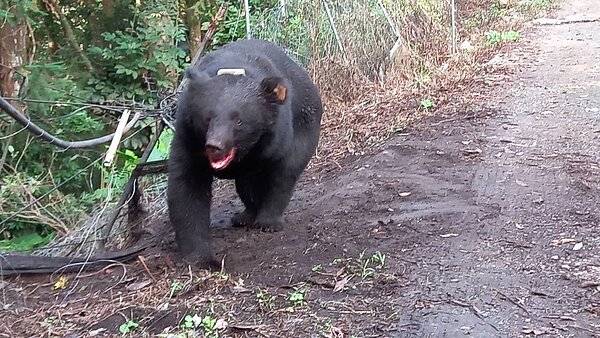 一隻黑熊今天受困台中和平山區的山豬吊,正要麻醉搶救中。圖/民眾提供