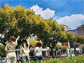 台中街頭賞花去！台灣欒樹綻放金黃耀眼綻放