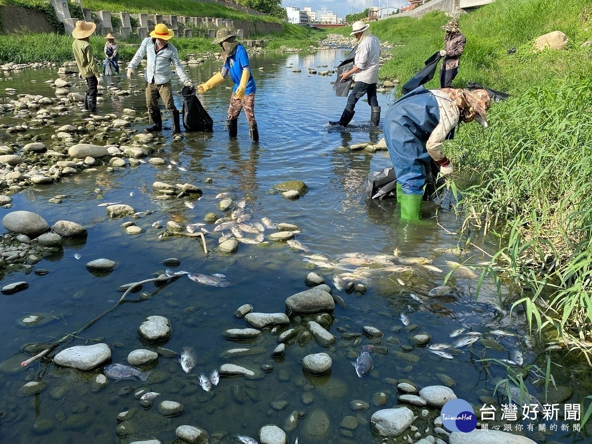 夏季高溫或枯水期易造成魚群死亡。圖／台中市環保局提供