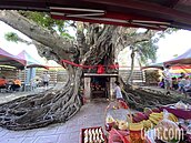 先有樹？先有廟？　彰化有大榕樹包土地公廟奇景