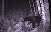 鼓勵檢舉違規使用獸鋏　議員再提保護台灣黑熊方法