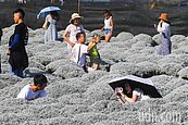 台版波波草成人氣景點　民眾湧入彰化打卡聖地
