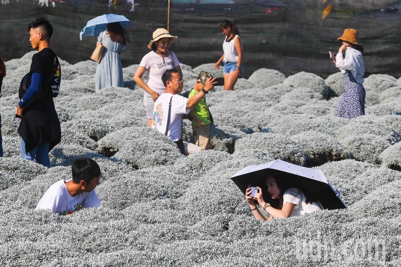 網紅和旅遊達人密集推播,讓彰化縣田尾鄉中正路三段的芙蓉園爆紅,許多民眾趁著連續假日前往參觀打卡拍照。記者黃仲裕/攝影