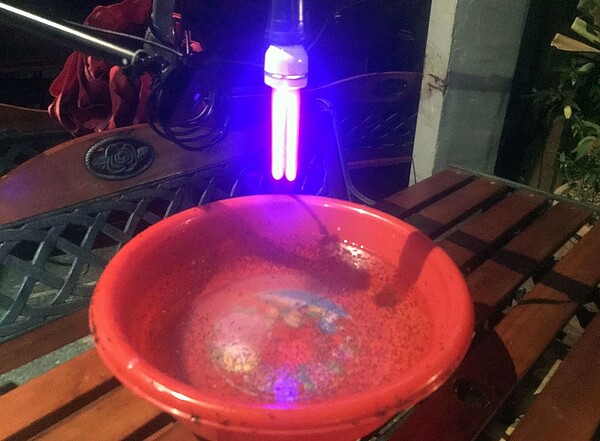 對付琉璃蟻,目前多半使使用燈源及臉盆水誘殺。圖/高雄市農業局提供