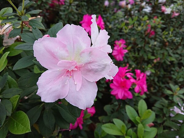 目前正值玫瑰杜鵑綻放,民眾雙十連假時不妨到萬金的杜鵑苗圃走走。圖/新北市政府農業局提供