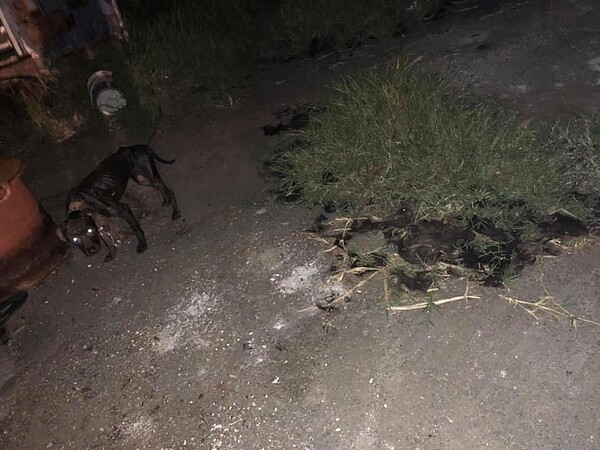苗栗縣公館鄉一處貨櫃屋工寮疑似屠狗場,現場發現狗毛遍地。圖/鄭又瑋提供