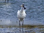 黑面琵鷺來度冬！先頭部隊上百隻抵台　本周六展開鳥調