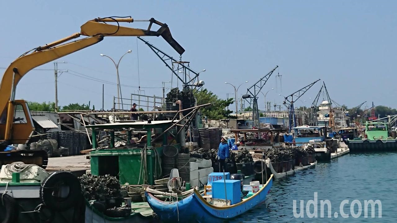 台南牡蠣養殖季開始，漁光島蚵農忙著把蚵苗吊上船筏，準備載到養殖區吊掛。記者鄭惠仁／攝影