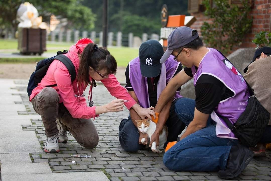 動保處與貓友社委外醫師每年9月為猴硐貓村貓隻施打疫苗。圖／新北市動保處提供