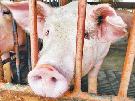 因應萊豬明年元旦起開放進口，雲林縣衛生局明年起抽驗瘦肉精豬肉件數將多3倍。（周麗蘭攝） 