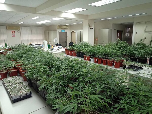 家中栽種大麻5百餘株卻因味道太濃栽在鄰居檢舉 好房網news