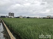 領停灌補助就不能再耕作？水利署：唯一限制無法繳公糧