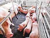 豬隻出現新興冠狀病毒　美國研究：可能感染人類