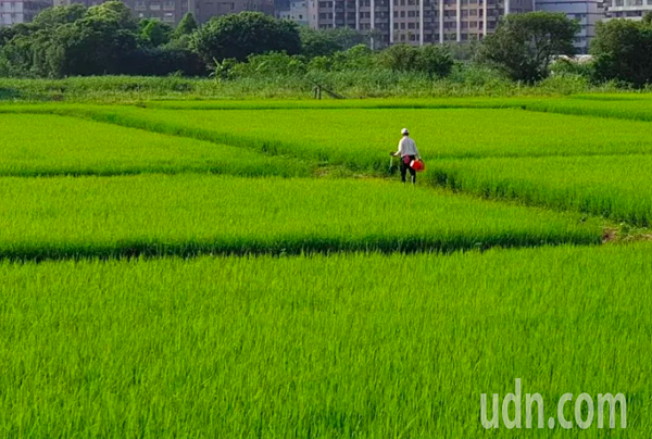 史無前例稻田抽穗卻停灌,農委會農水署表示,除了稻米外,雜糧、地瓜、大豆、牧草、果樹如柑橘,木瓜,花卉都會在停灌休耕補償的範圍內,方案近日將對外公布。圖/聯合報系資料照片