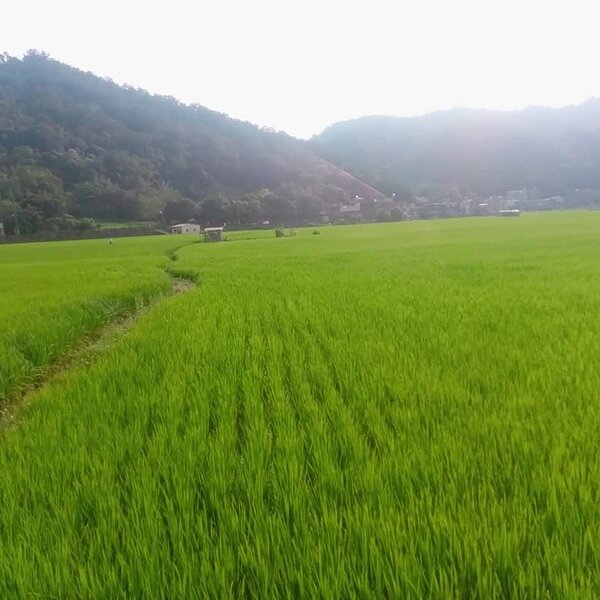 新竹縣北埔、峨眉鄉因非水庫給水，未納入停灌補償範圍。圖／新竹縣政府提供