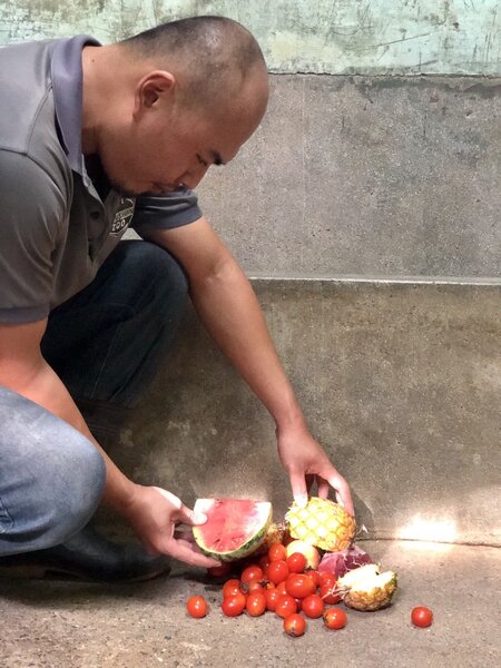 高雄市議員林于凱質疑壽山動物園蔬果腐爛比率高，觀光局強調有4道程序把關，並展示餵食動物的蔬果。 圖／高雄市觀光局提供