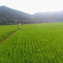 桃竹非灌區　未納停灌補償