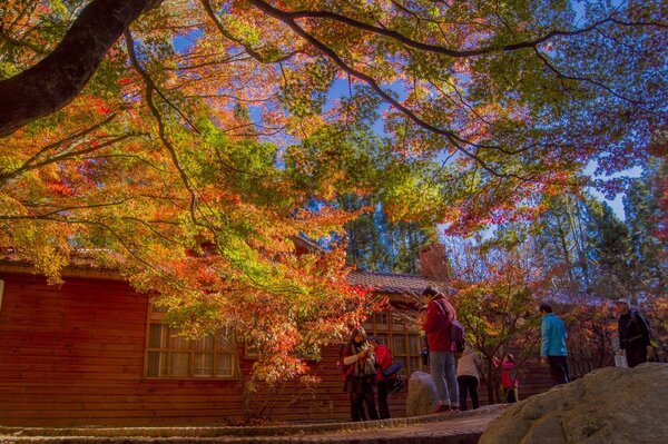 進入秋季，位於海拔2246公尺的台中市和平區福壽山農場的楓葉已開始轉色，11月是最佳賞楓季節。圖／福壽山農場提供